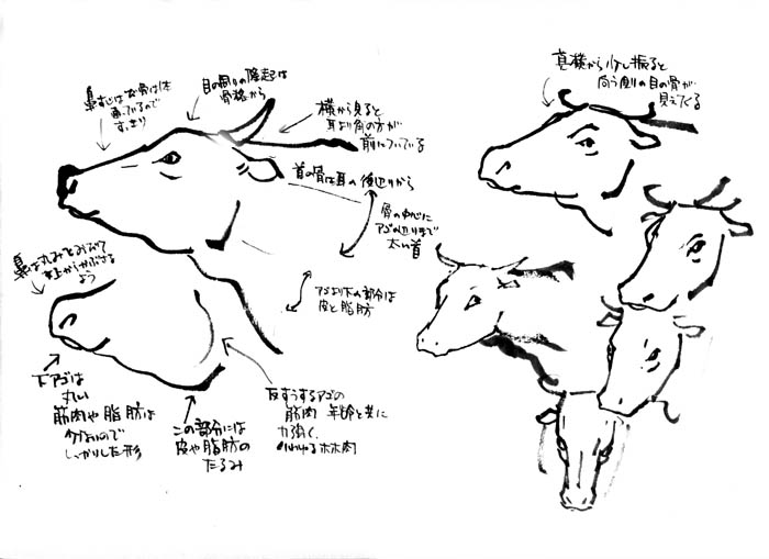 牛の描き方