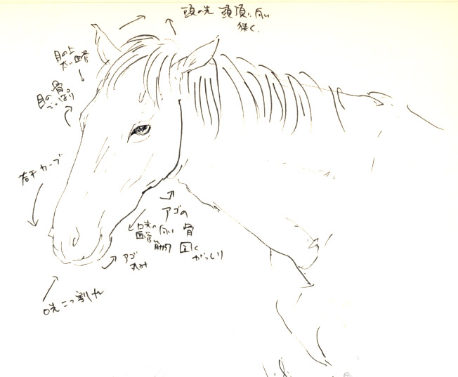 馬の描き方